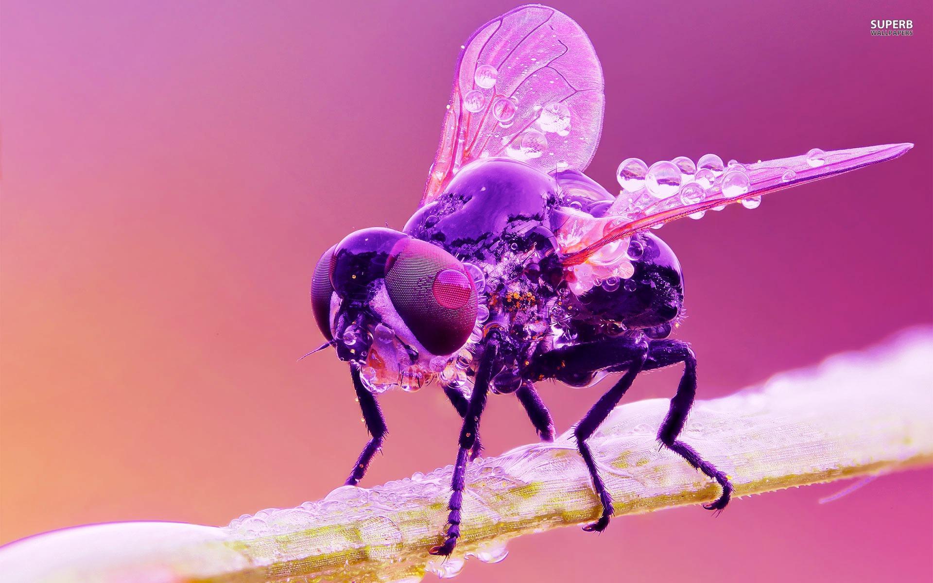 Wet Housefly wallpapers