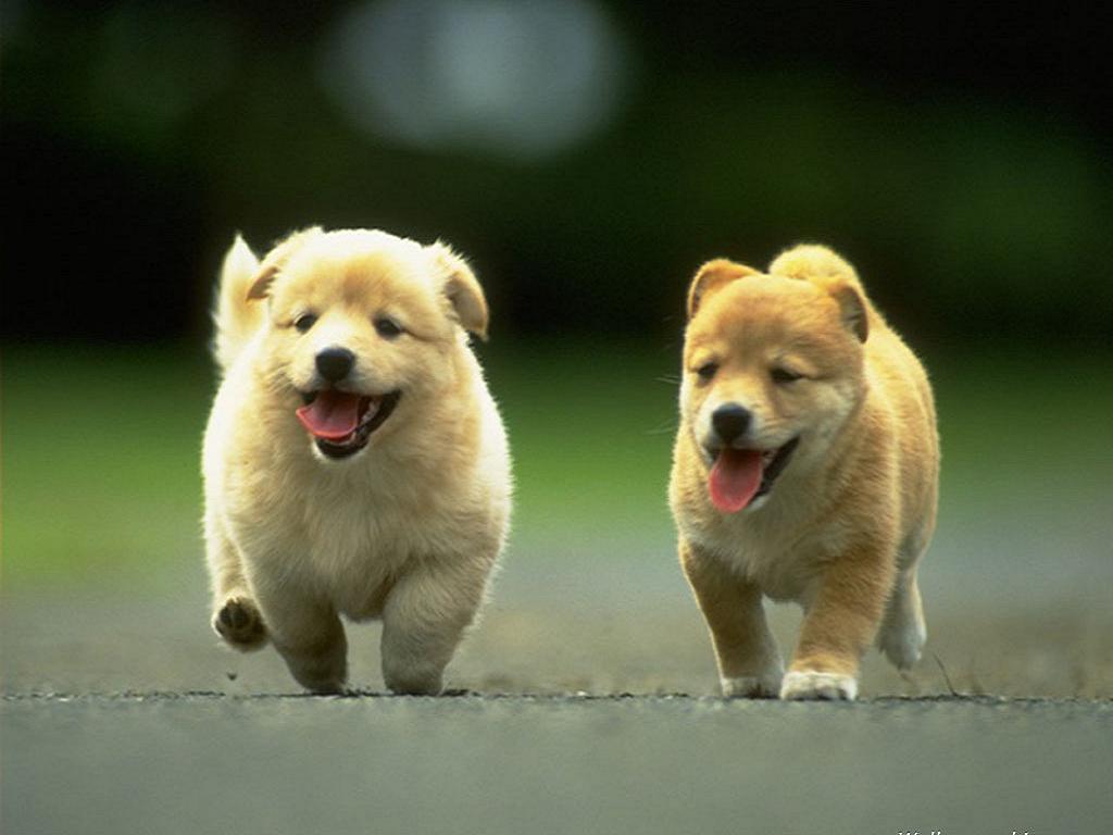 Chow Chow Wallpapers Download Free