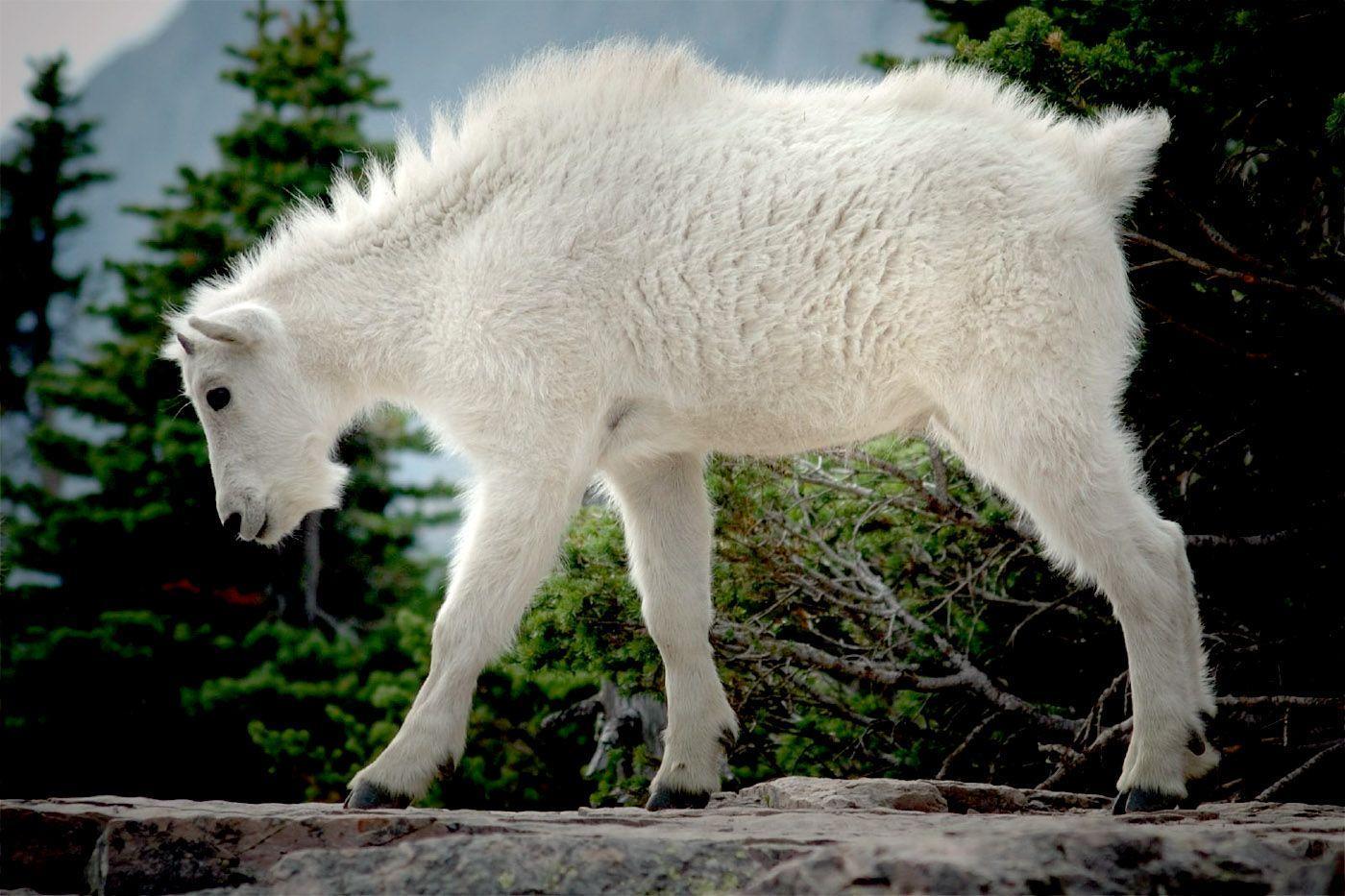 Mountain Goat Jumping