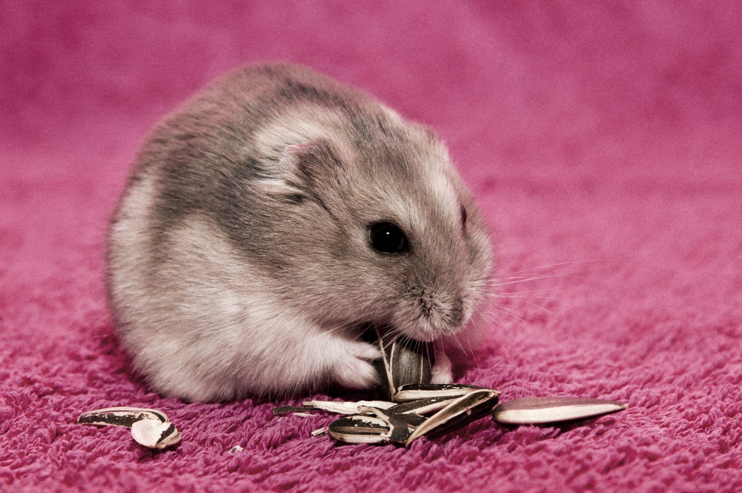 36 Hamster HD Wallpapers