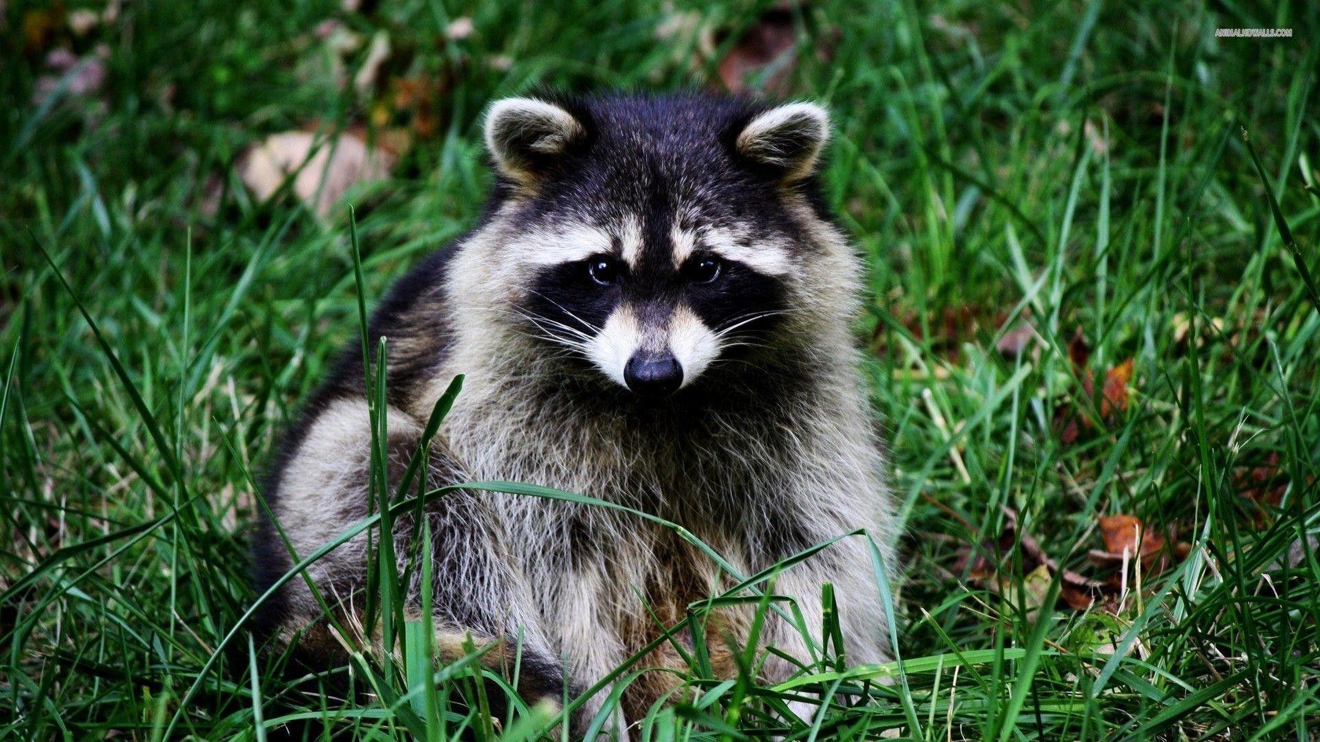 Raccoon Wallpapers