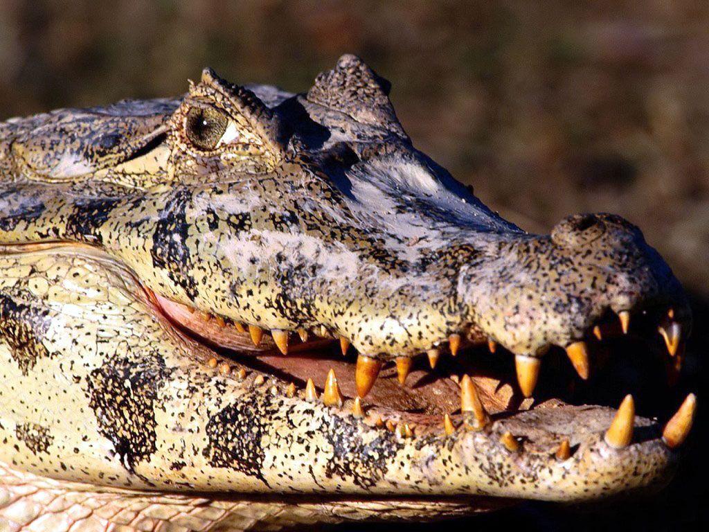 Crocodile HD Wallpaper Backgrounds Wallpapers 1920×1080 Crocodile