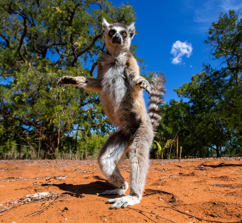 Madagascar SouthEast Coast African Huge Island Nation