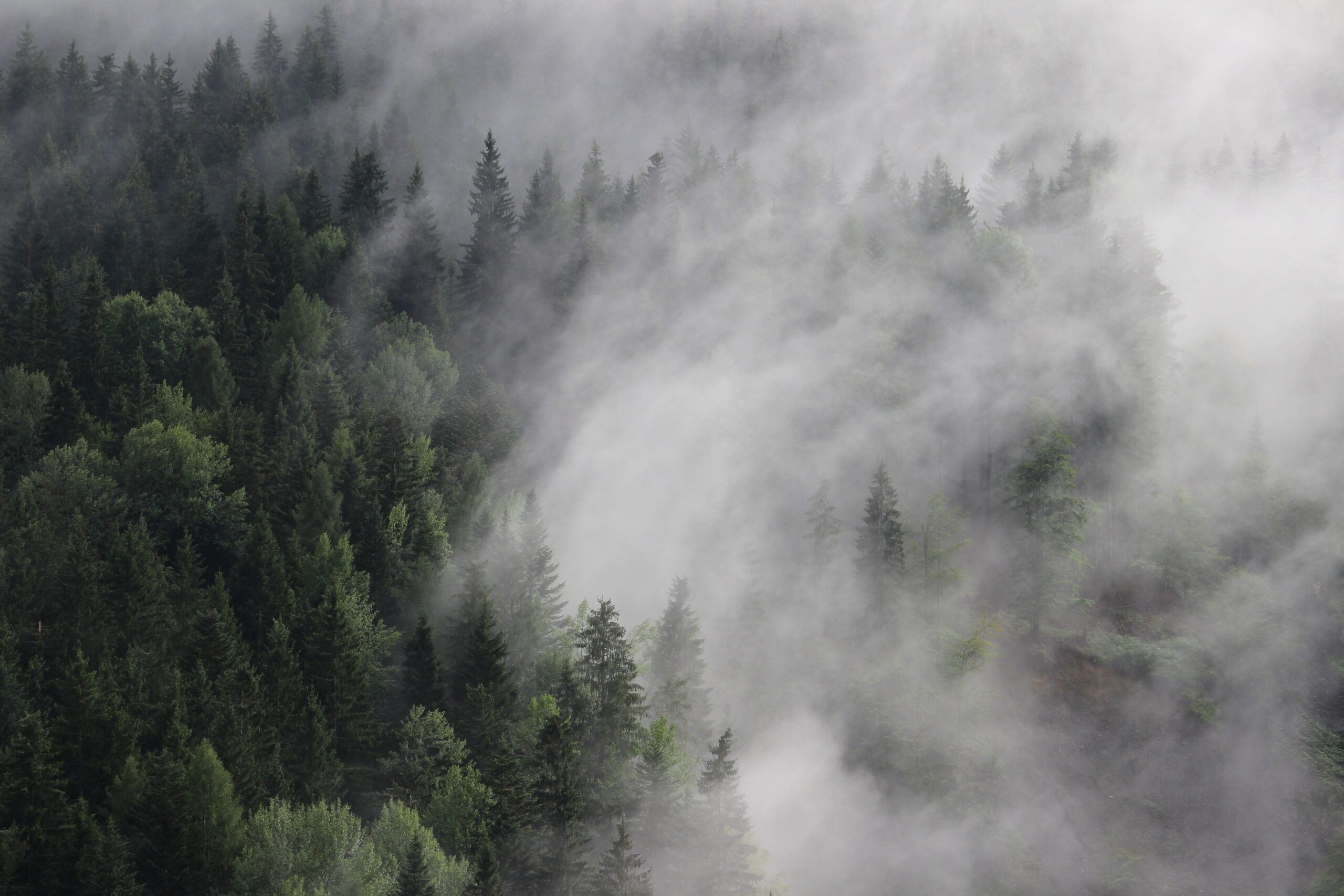 Forest in Fog