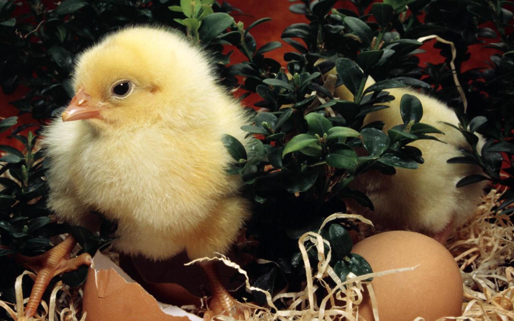 Free New Born Easter Day Chick Picture wallpapers Wallpapers