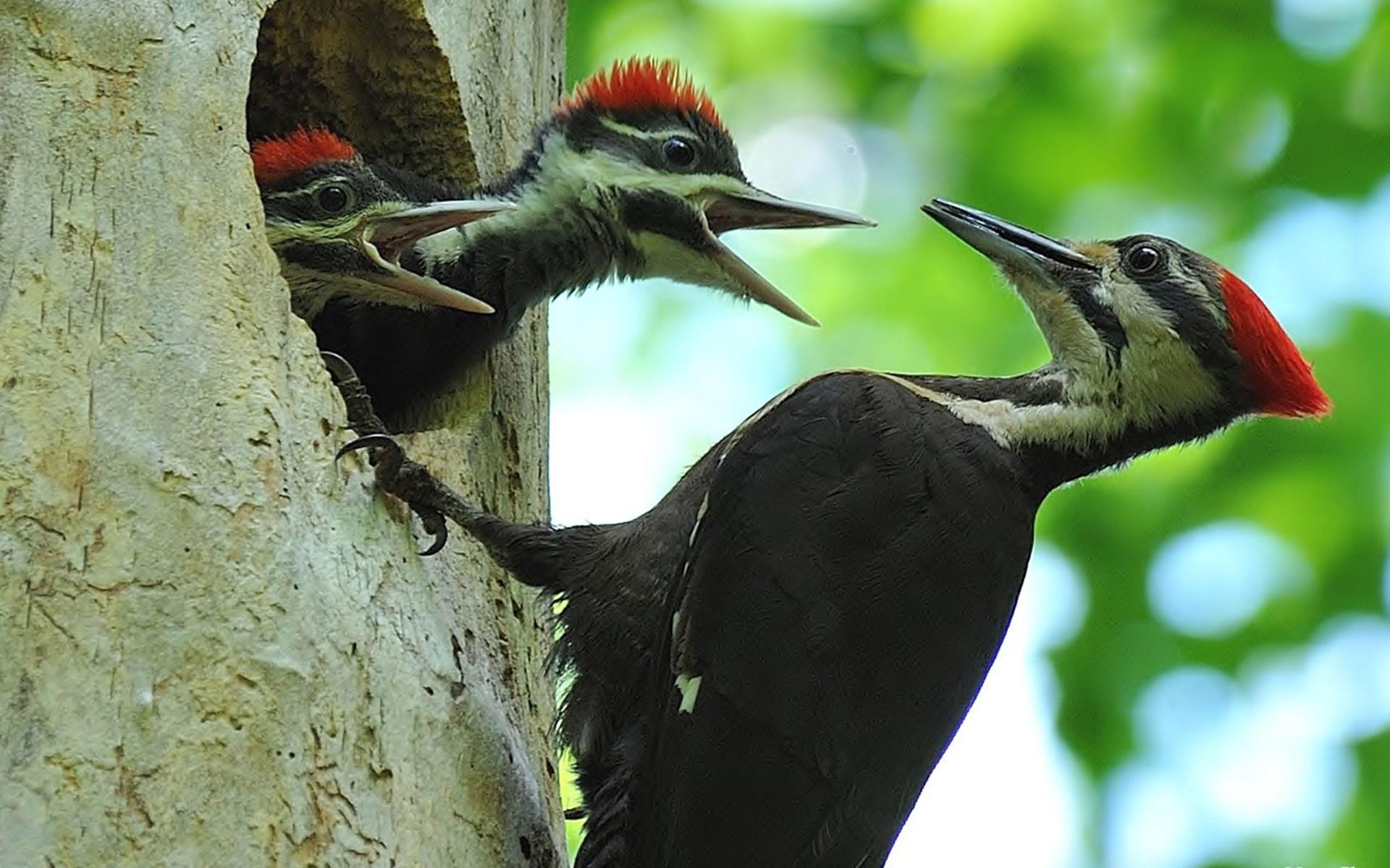 Woodpecker HD Wallpapers