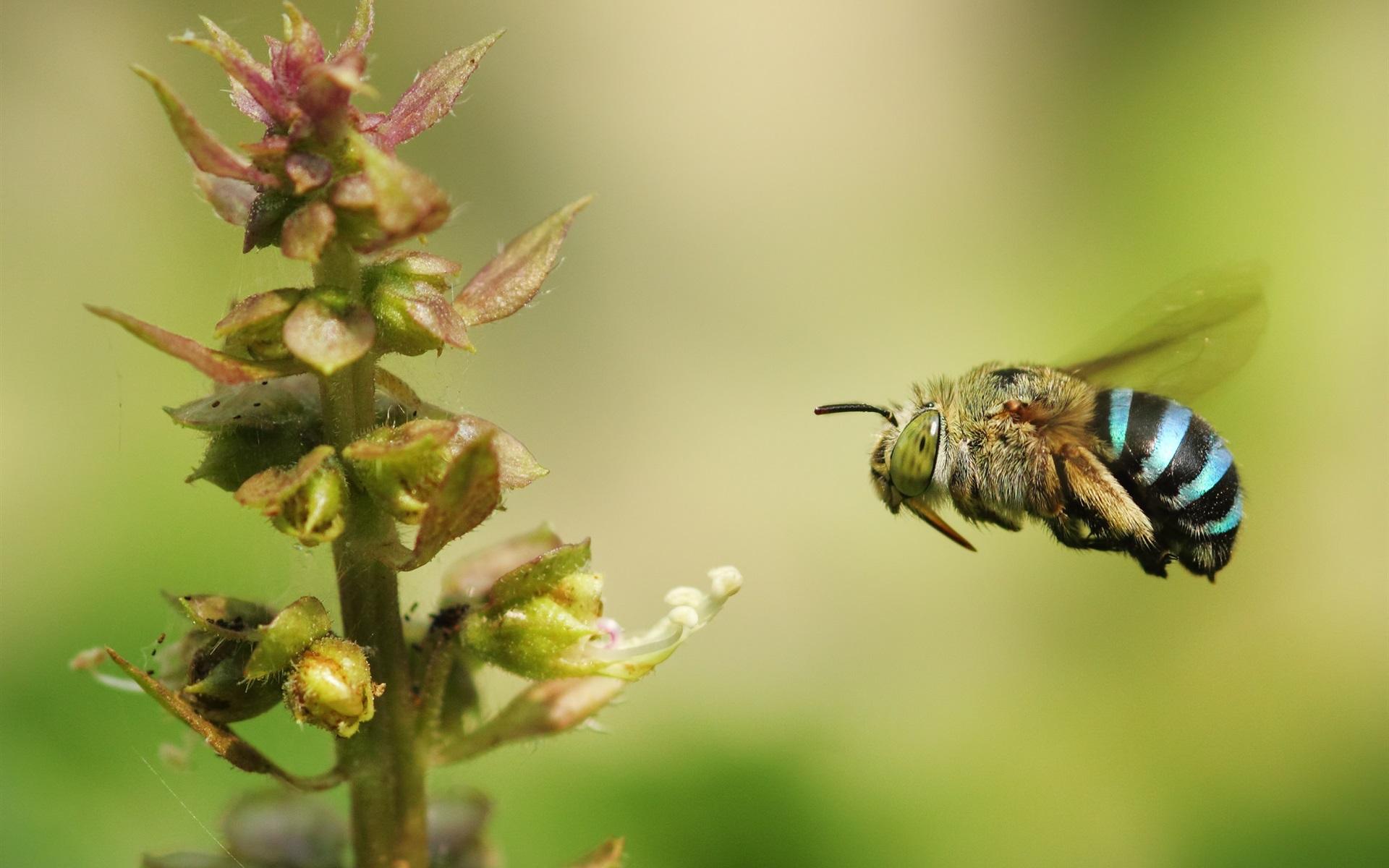 Wallpapers Bumblebee flying, insect close