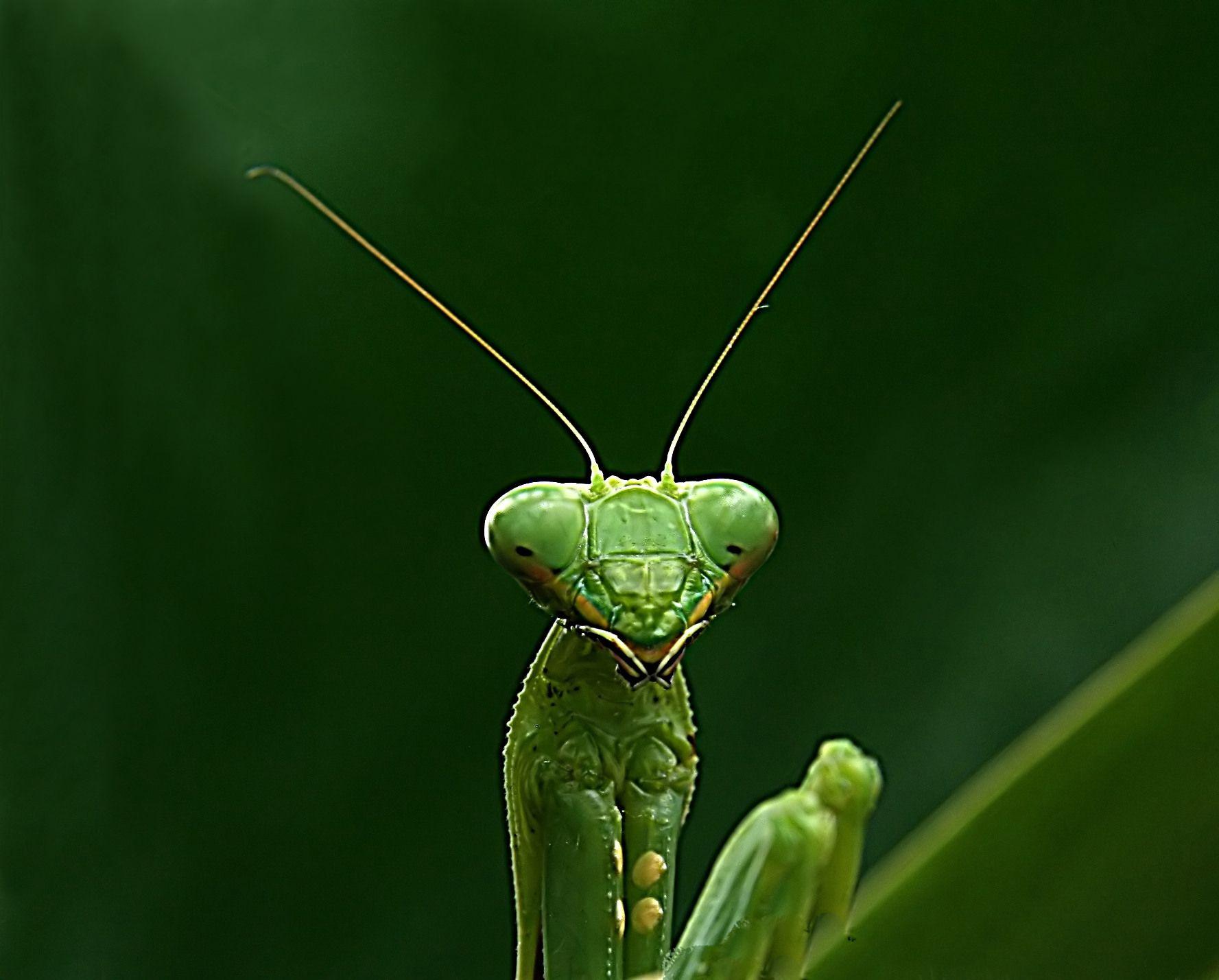 HD Mantis Wallpapers