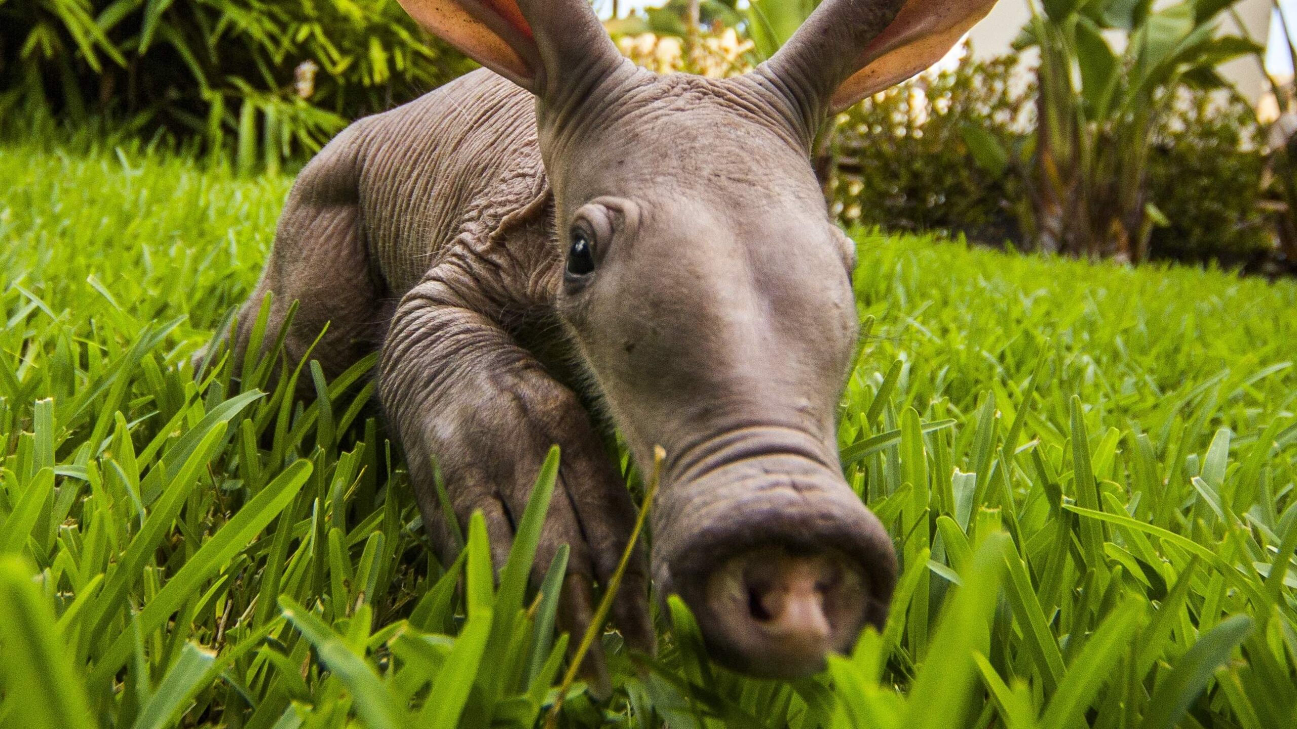 4 Aardvark HD Wallpapers