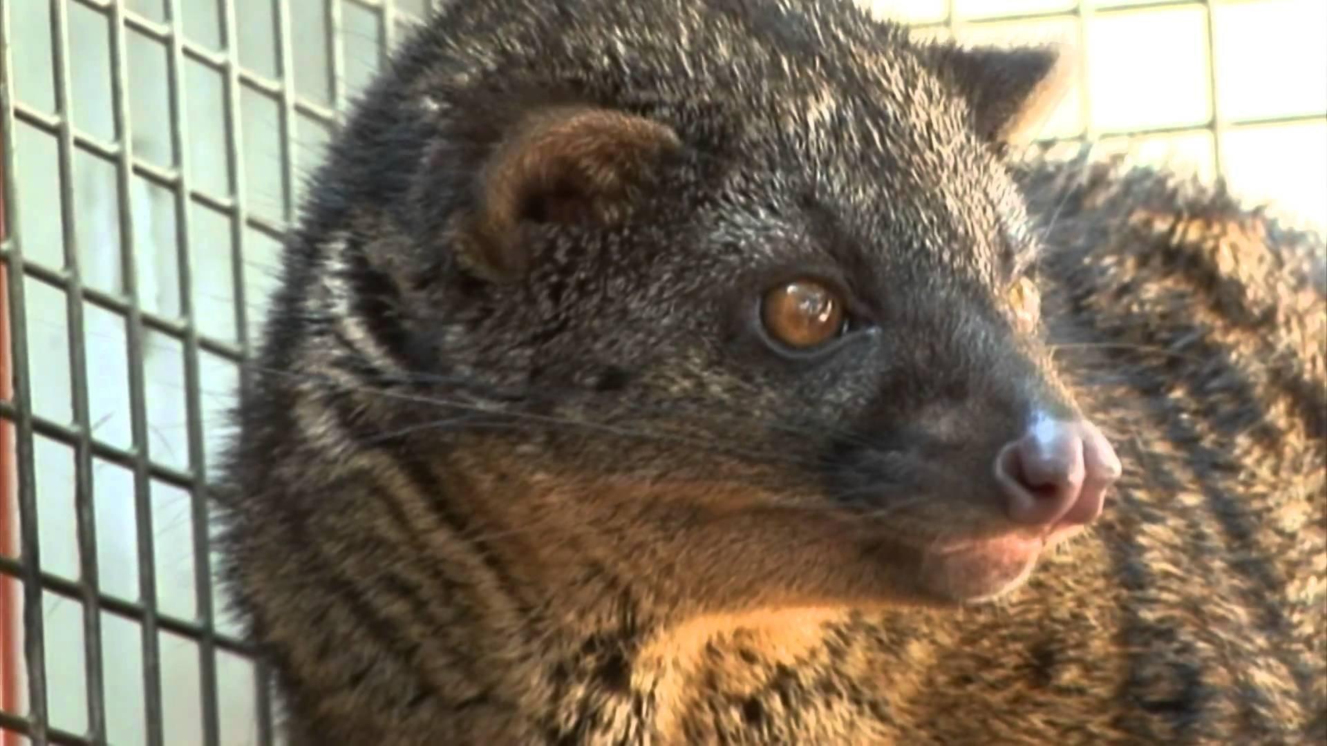 African civet and Evolution