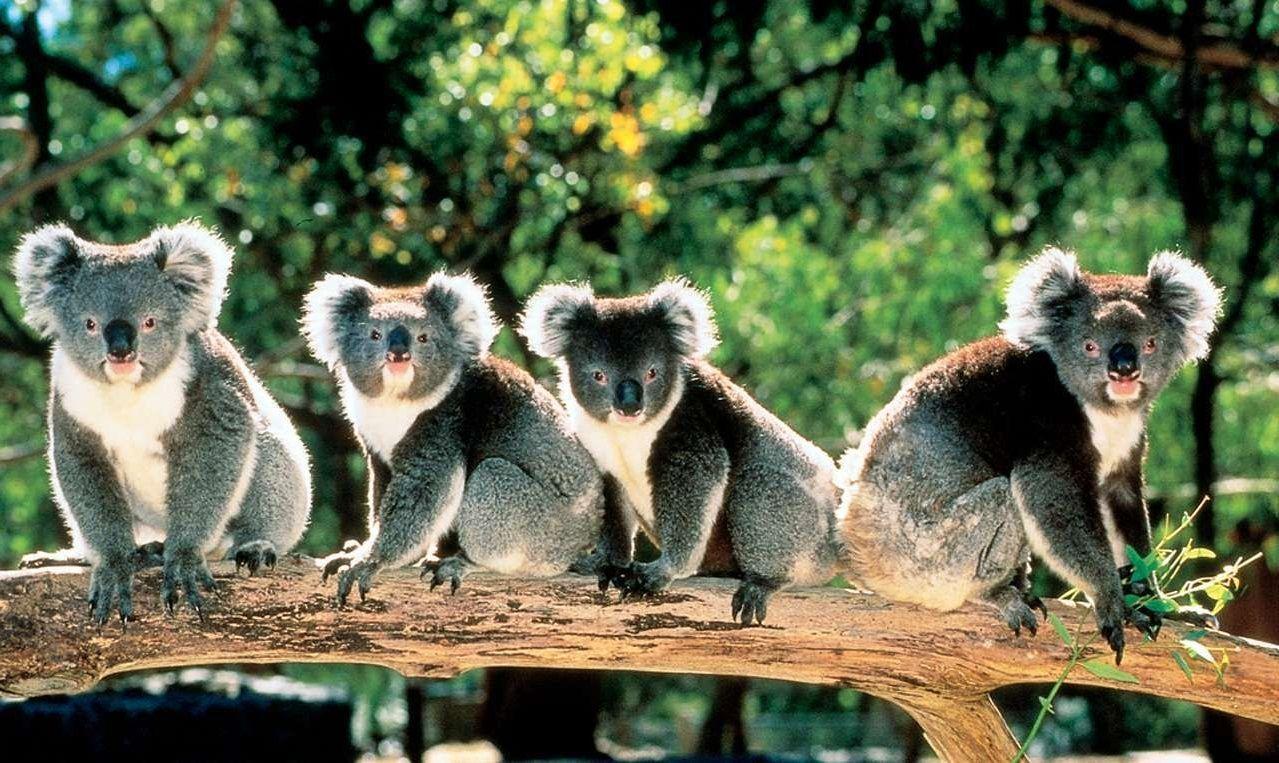 Cute Koala Bears in Trees Australia 1279×763