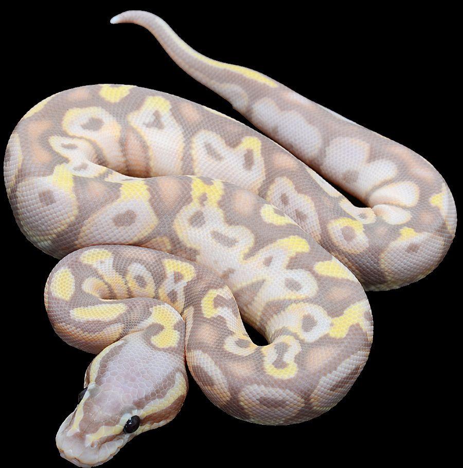 ball pythons for sale online