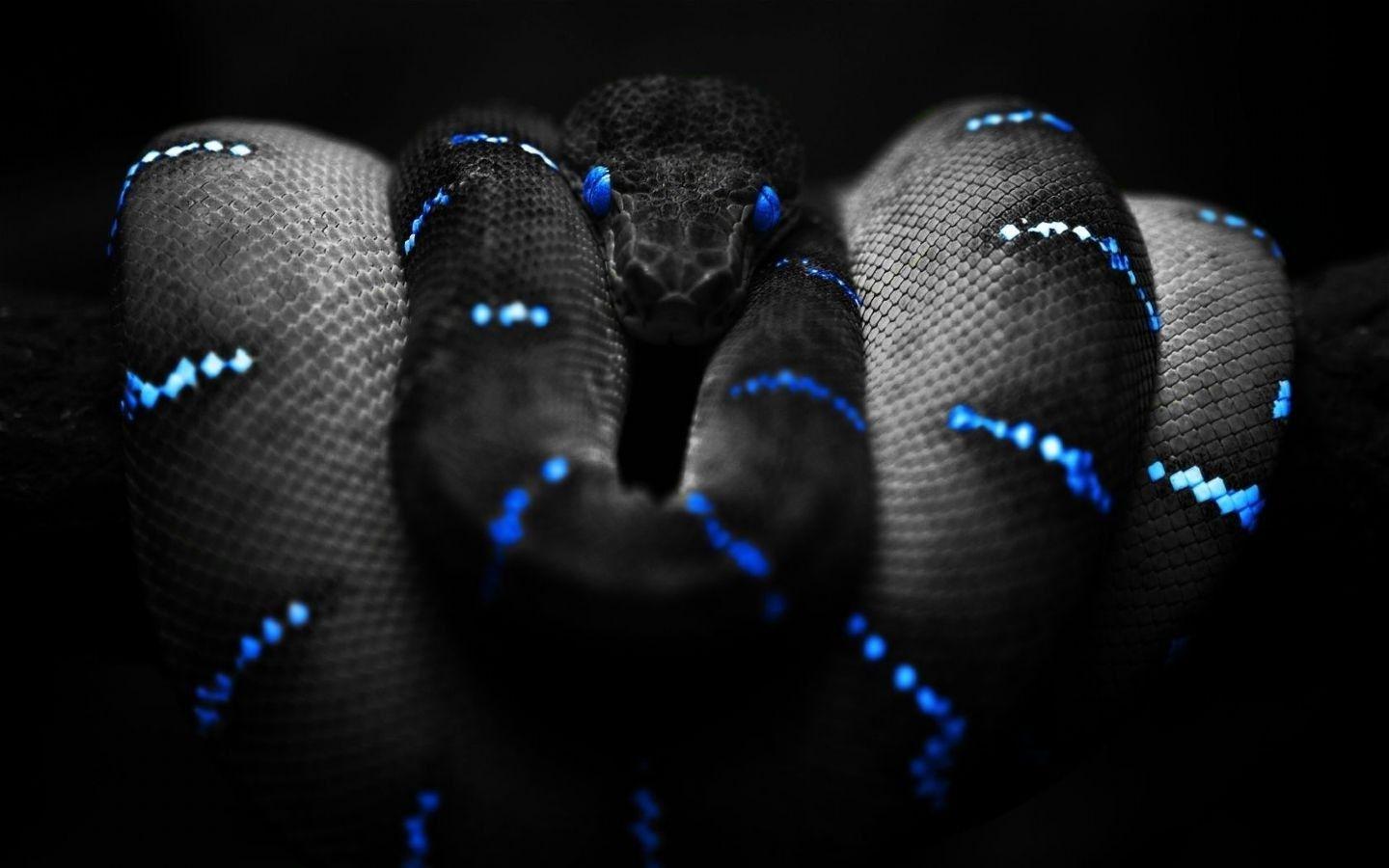 animals, Snake, Selective Coloring, Boa Constrictor Wallpapers HD