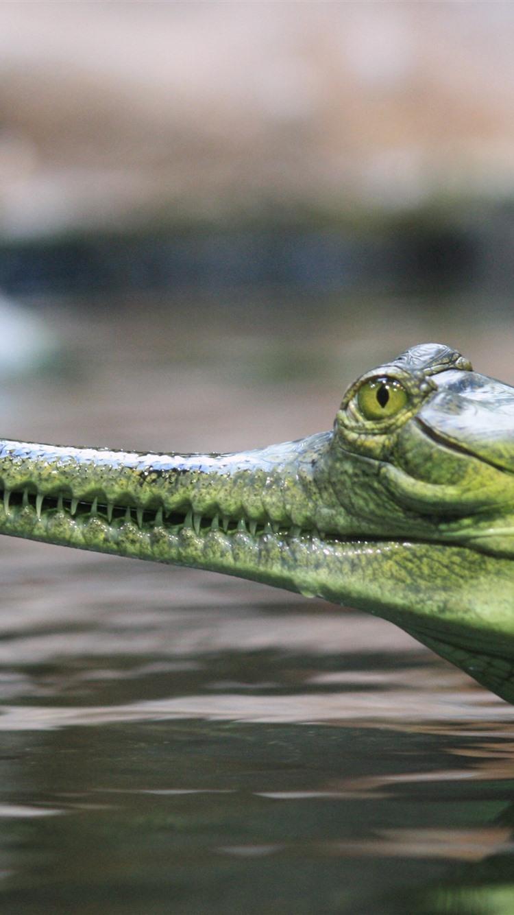 Wallpapers Gharial, crocodile, head, mouth, teeth