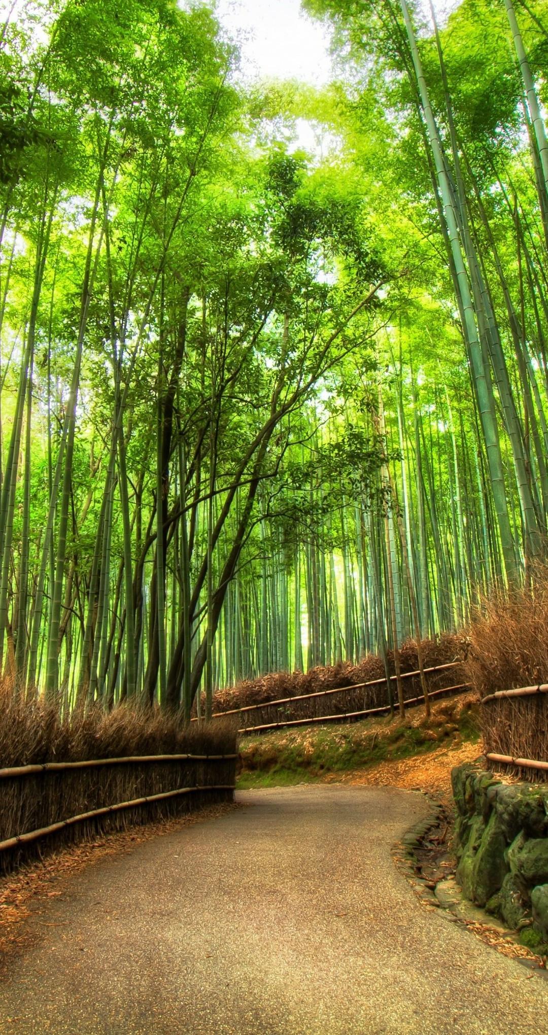 Bamboo Grove Wallpapers New Arashiyama Bamboo Grove by Ldmarin On