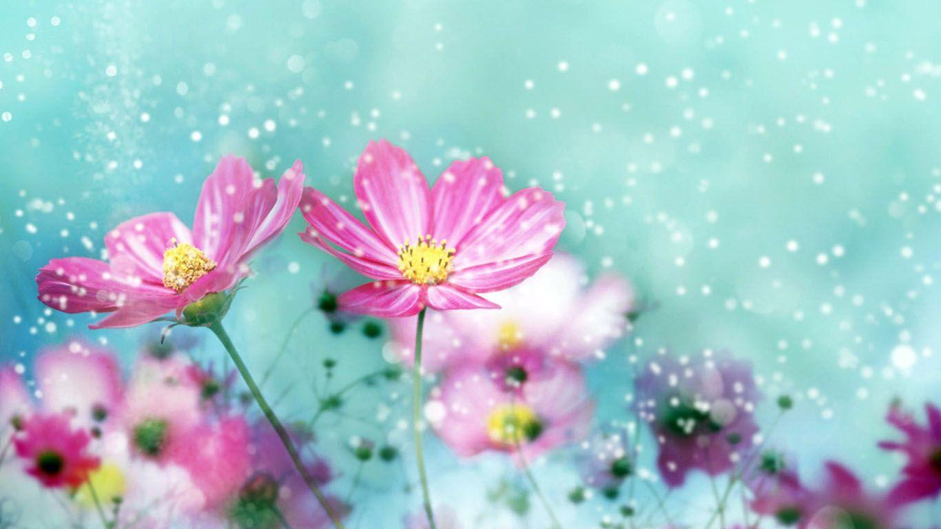 Hd Flowers Colorful Backgrounds 1 HD Wallpapers