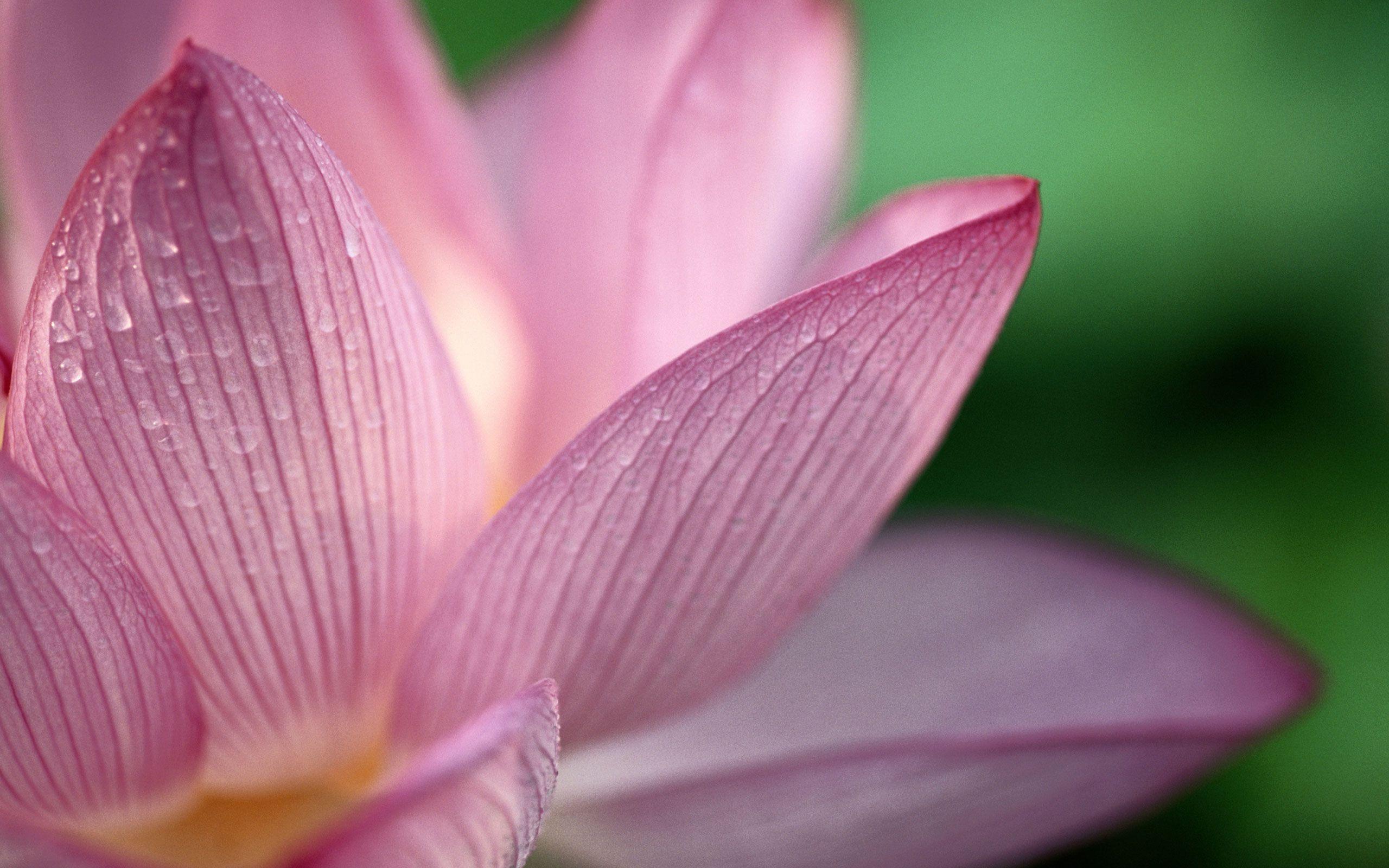 Lotus Flower Desktop Wallpapers