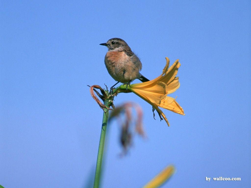 Lovely Birds Wallpapers