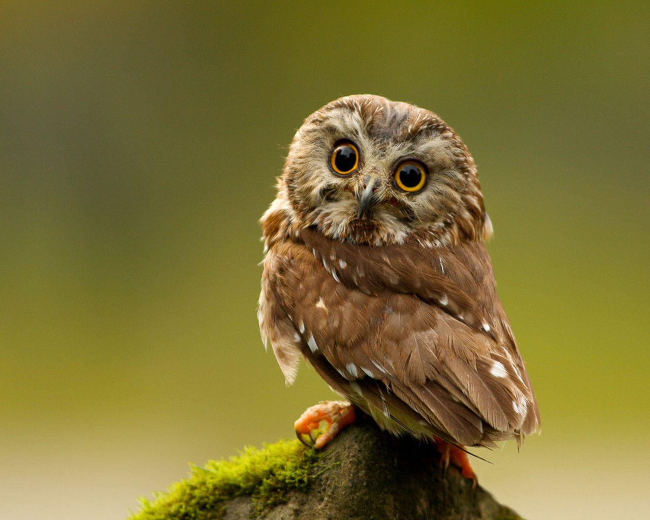 Keywords Owl Owls Bird Birds Hoot Animal Animals Wallpapers