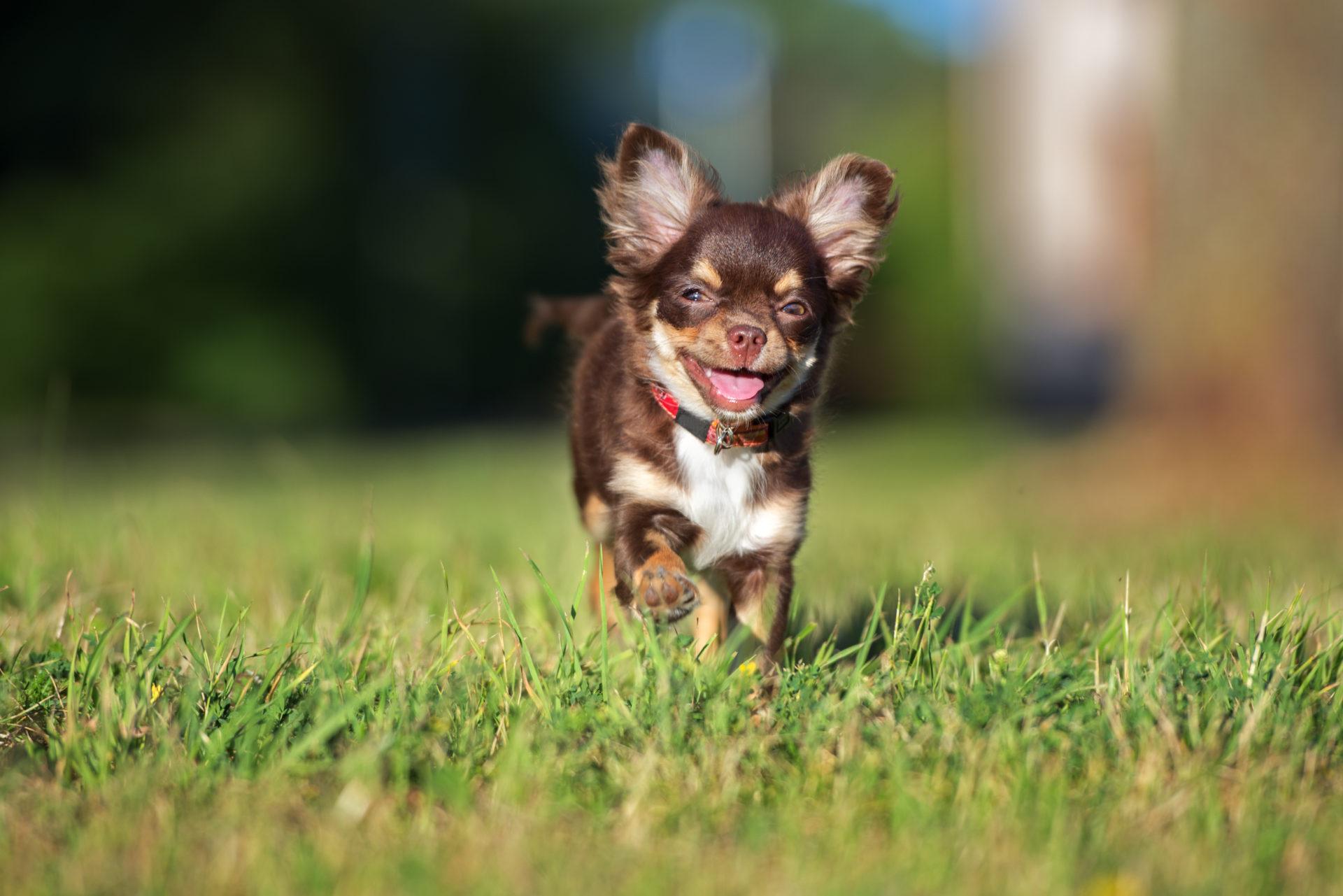 My Chihuahua HD Wallpapers New Tab Theme