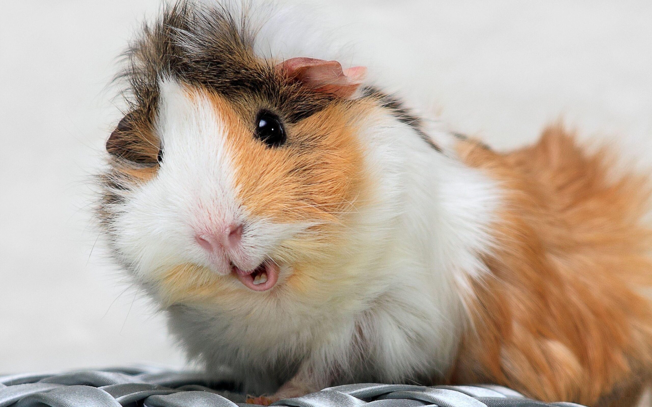 4K Guinea Pig Wallpapers High Quality