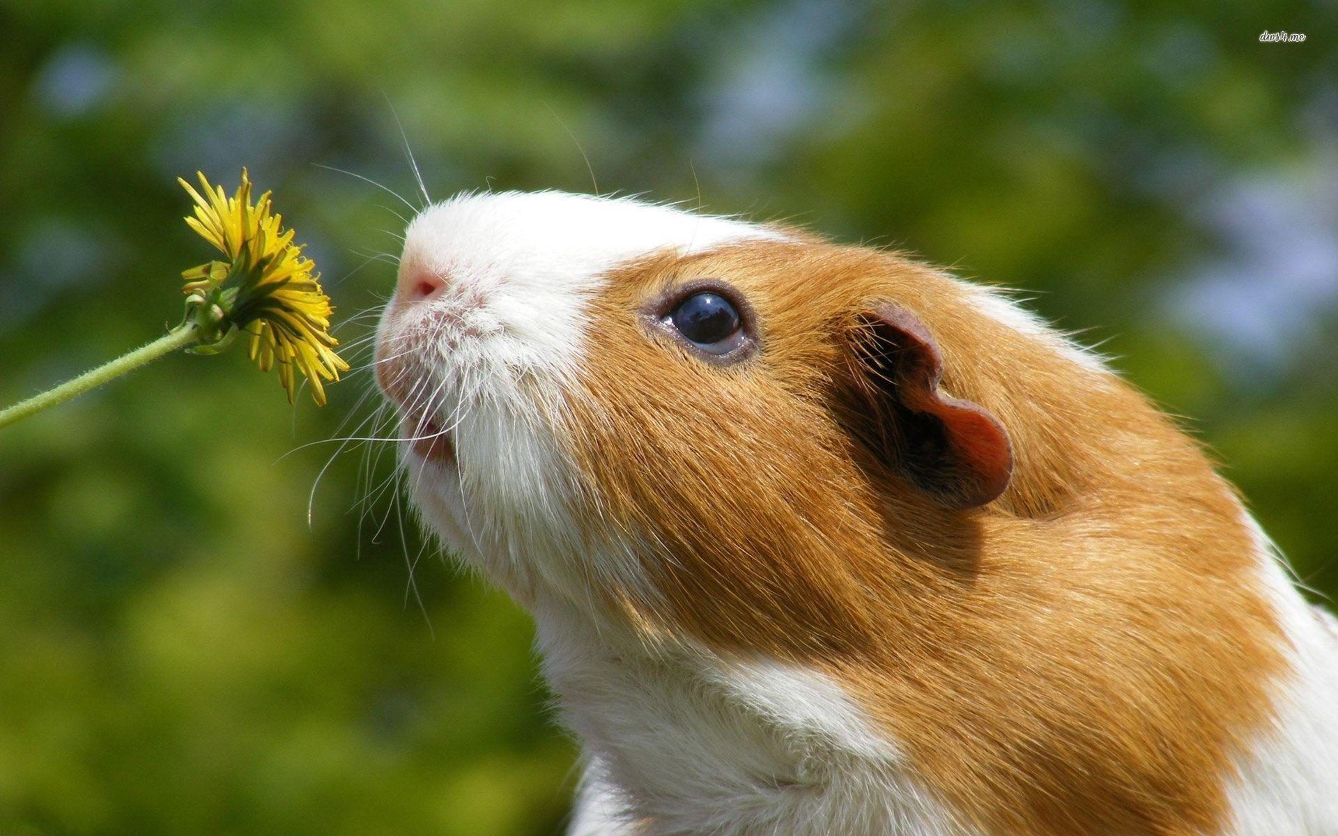 Guinea Pig Smelling Dandelion Wallpapers