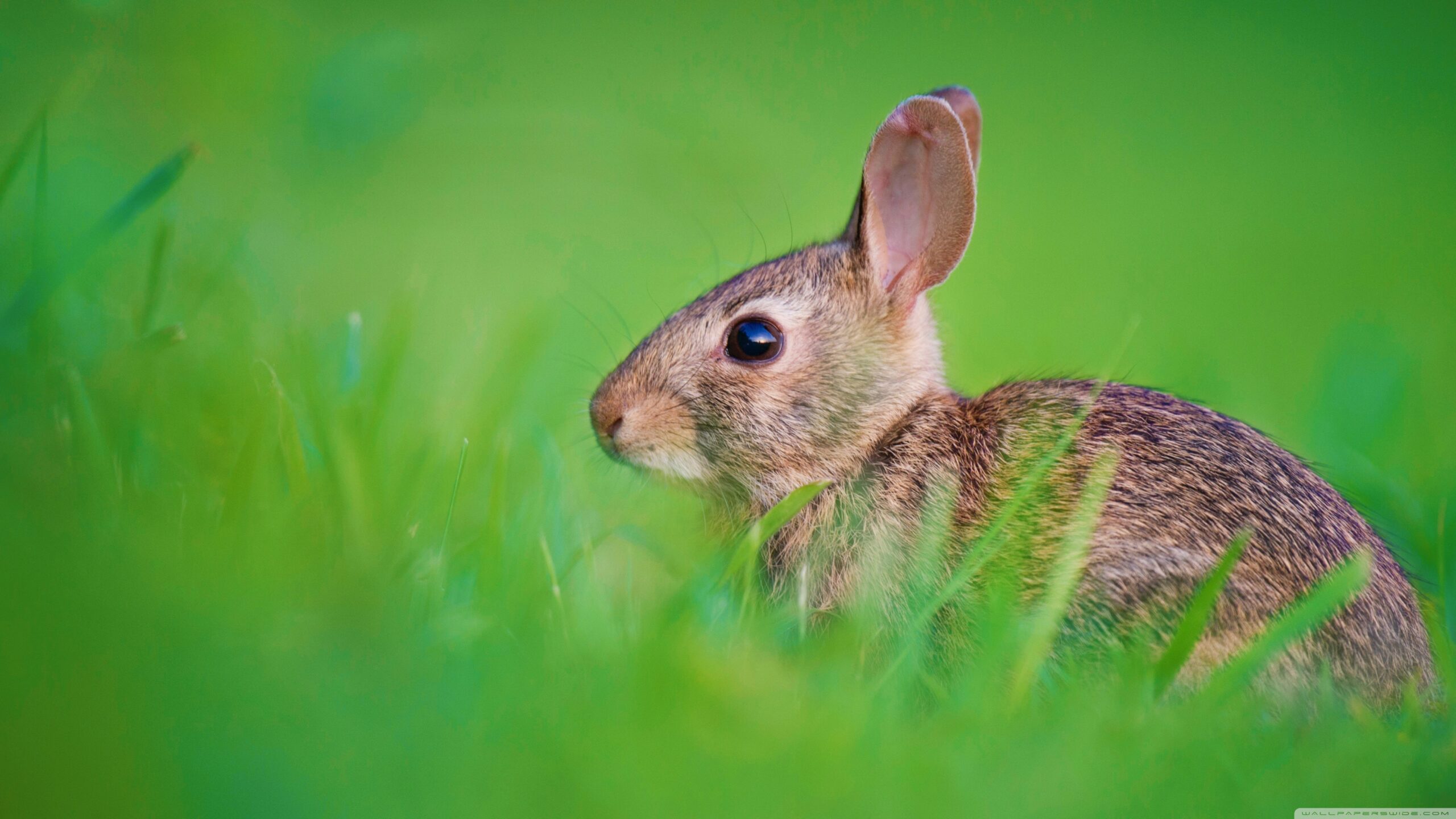 Baby Hare Ultra HD Desktop Backgrounds Wallpapers for 4K UHD