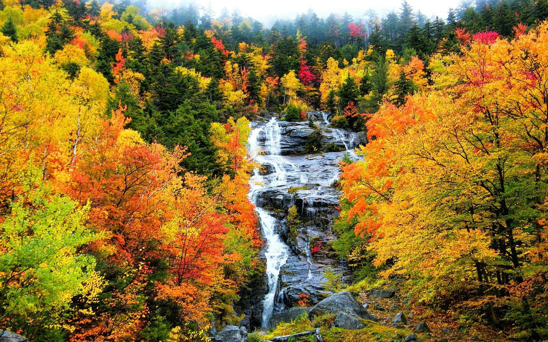 Waterfalls: Forest New White Mountain Waterfall Hampshire Trees