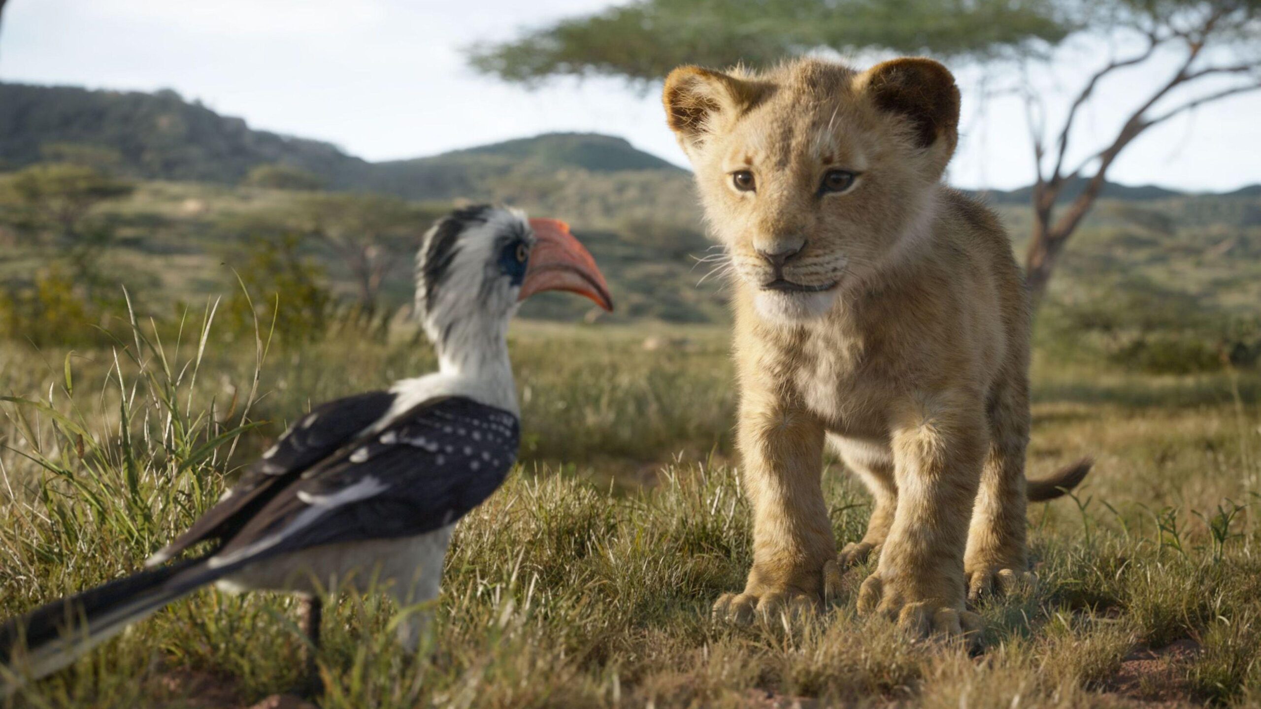 Wallpapers 4k The Lion King Simba 4k 2019 movies wallpapers, 4k