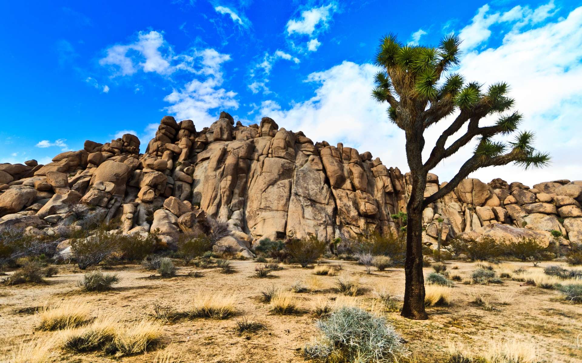 Joshua Tree National Park HD Wallpapers Best Collection