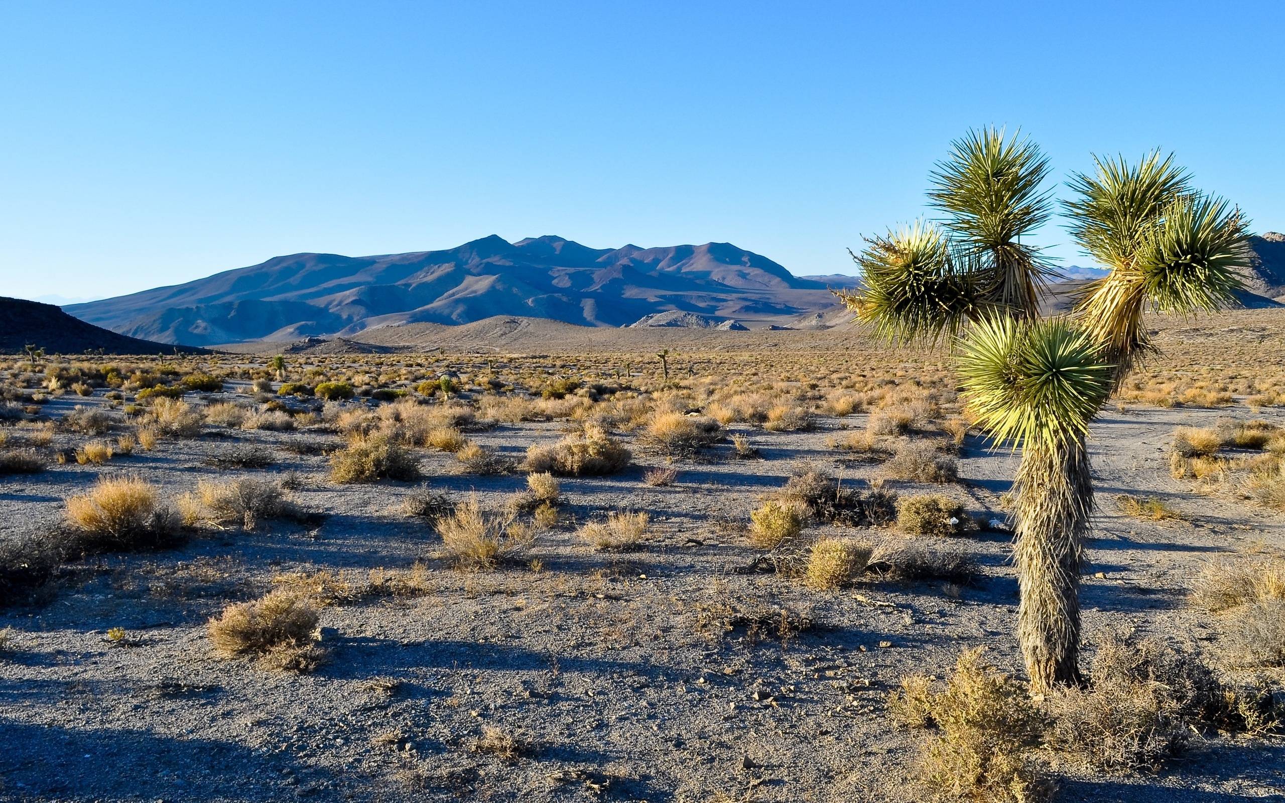 Joshua Tree National Park wallpapers