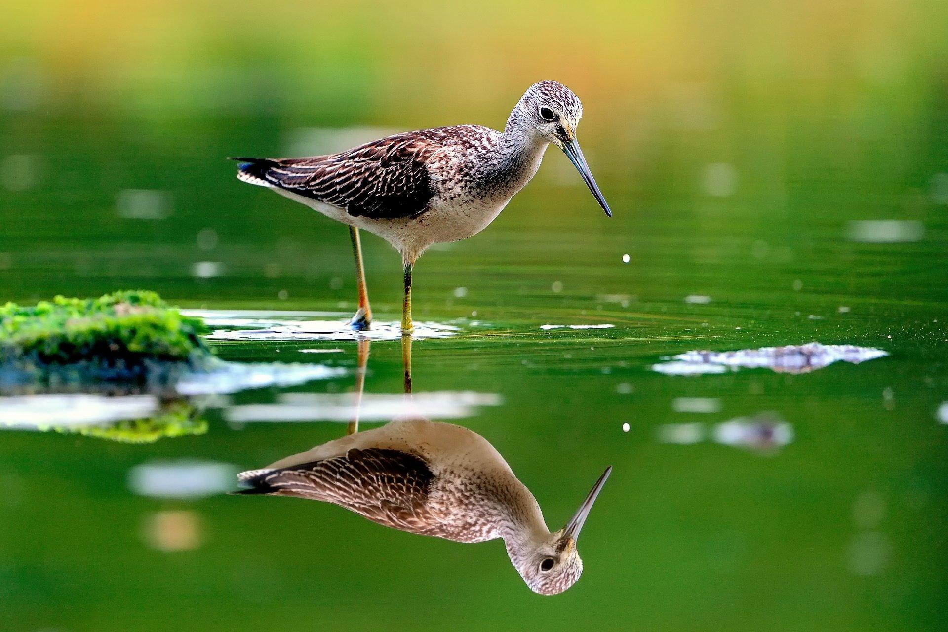 5 Sandpiper HD Wallpapers