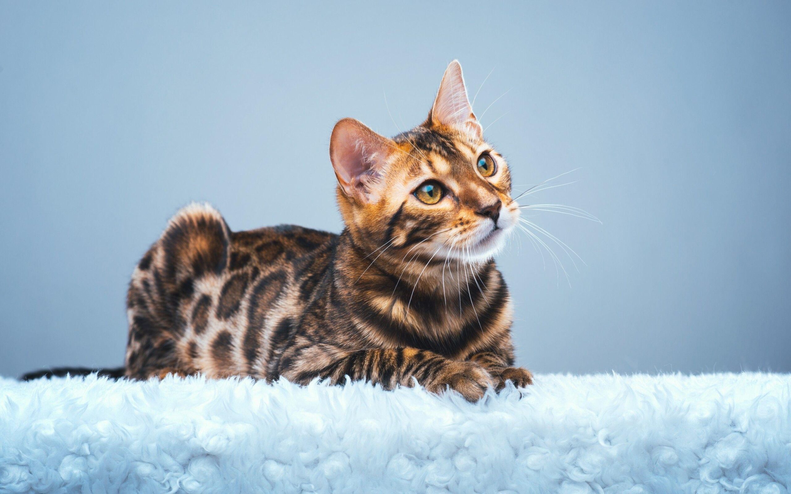 Bengal Cat HD Wallpapers Wallpapers Themes