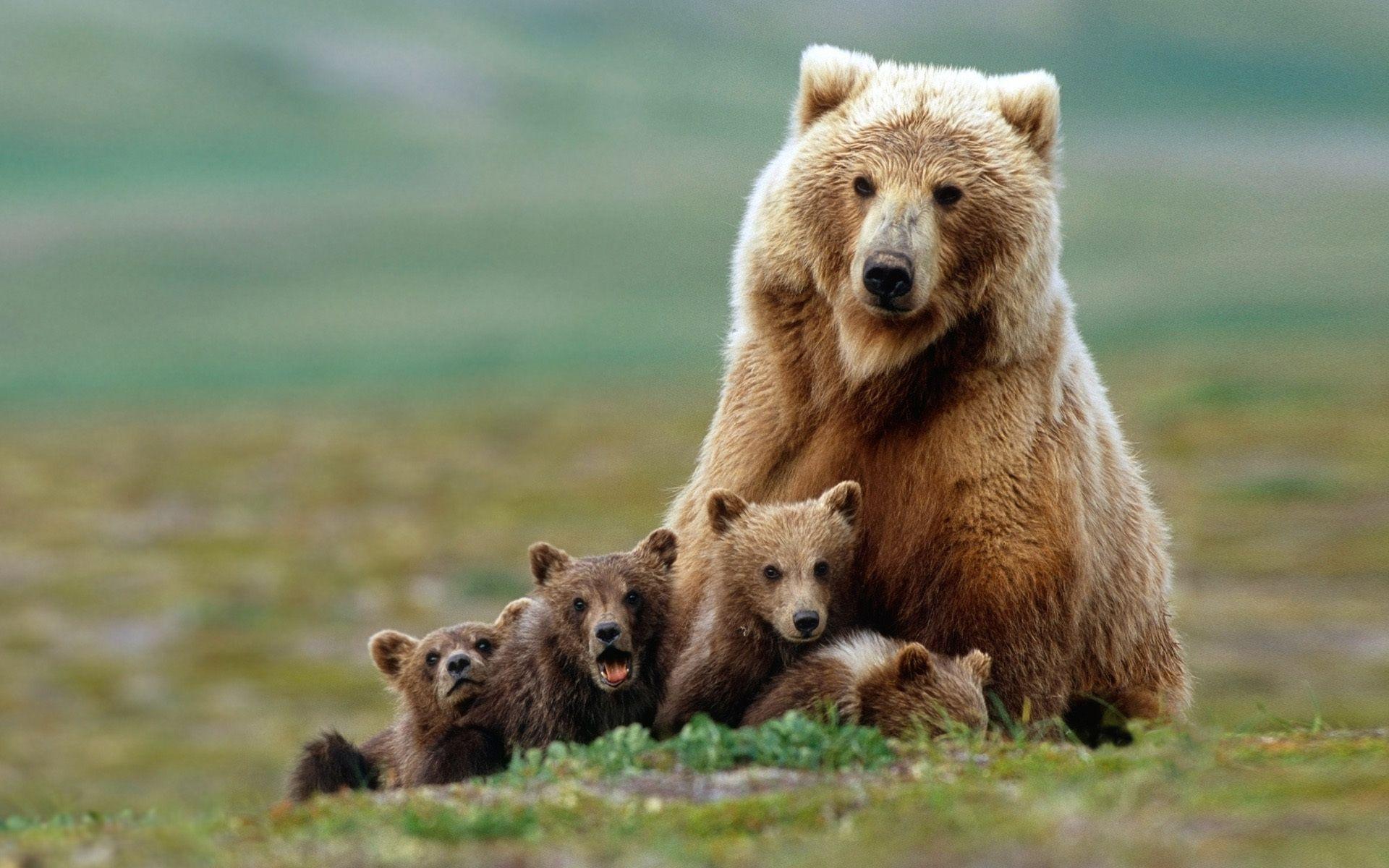 Animals For > Baby Grizzly Bear Wallpapers