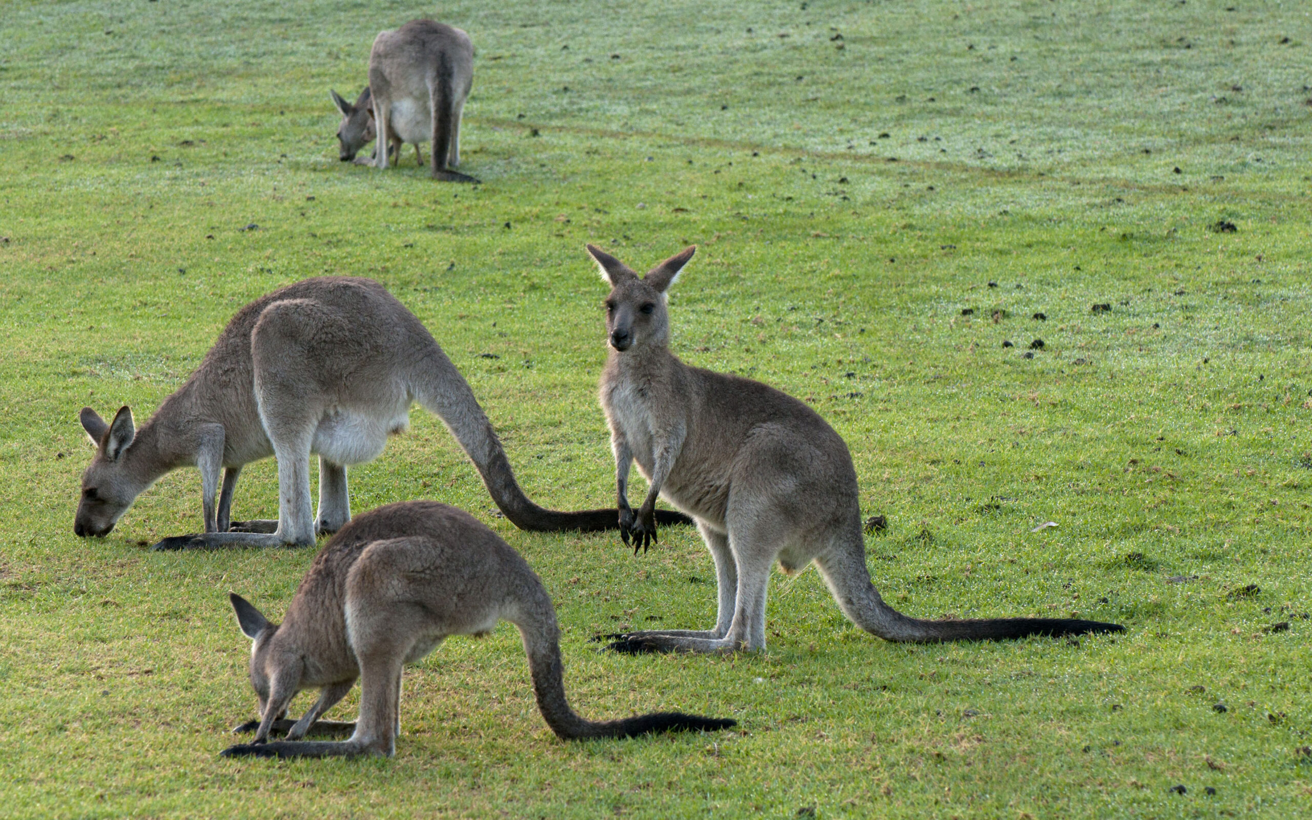 61 Kangaroo HD Wallpapers