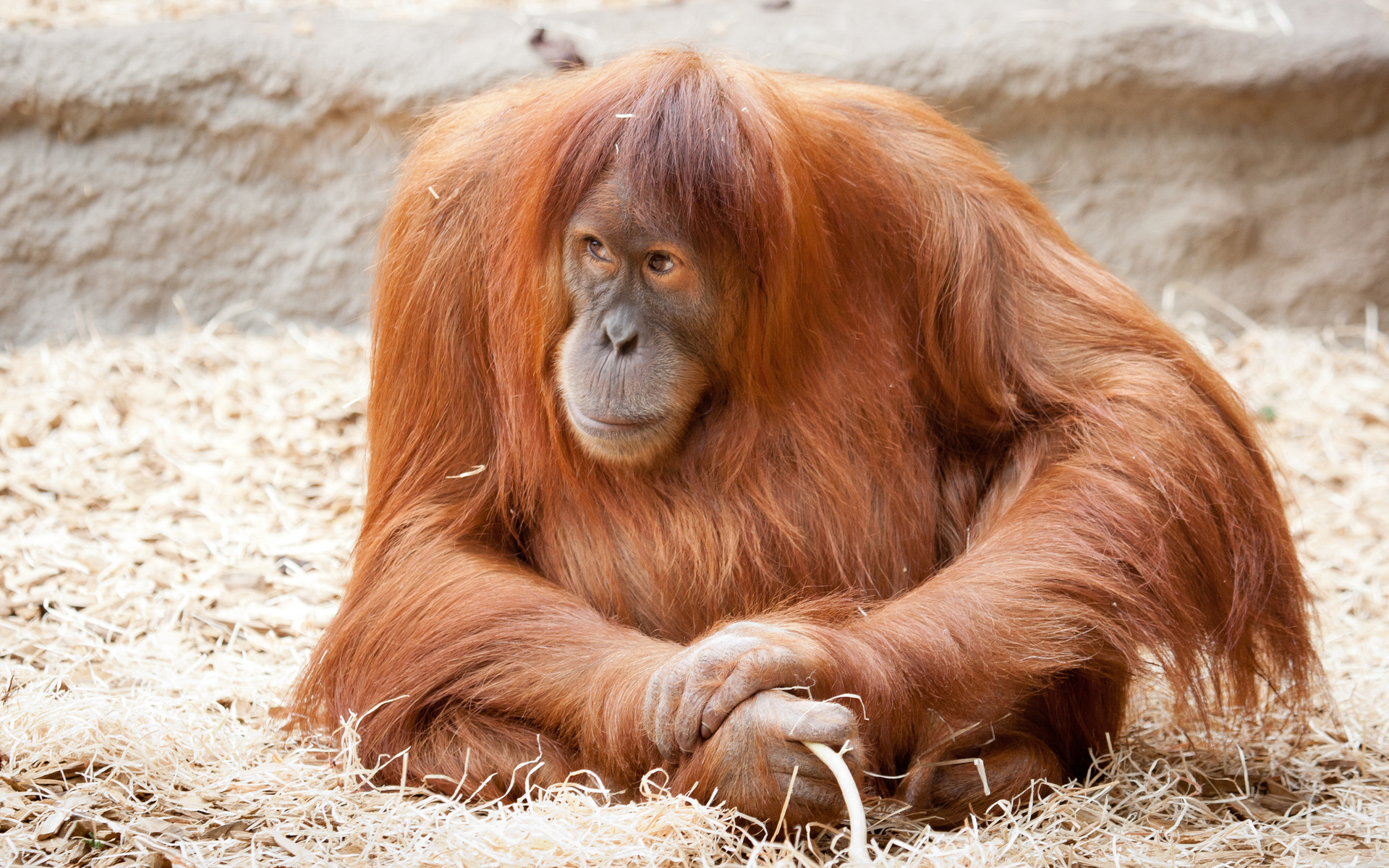 Orangutan HD Wallpapers