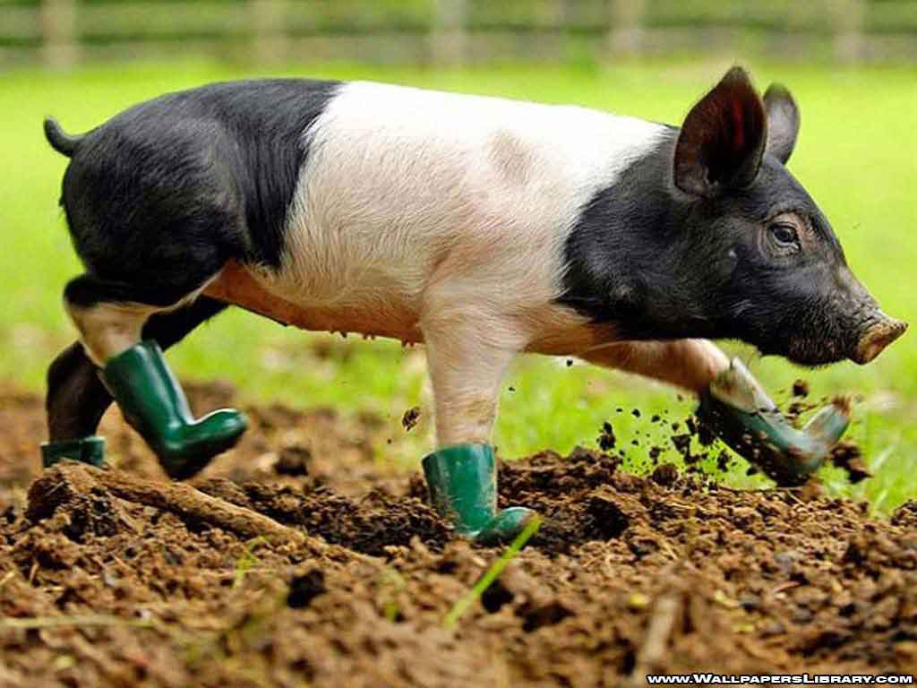 Baby Pig Wallpapers 22968 Hd Wallpapers in Animals