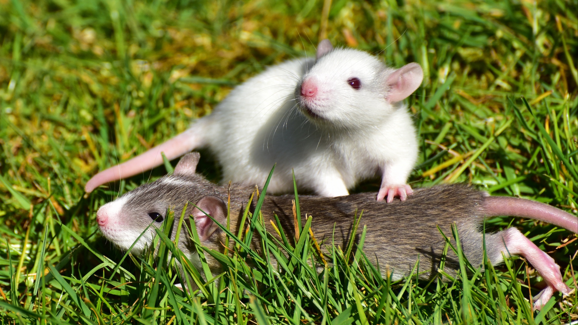 Download wallpapers rat, couple, grass, walk full hd, hdtv