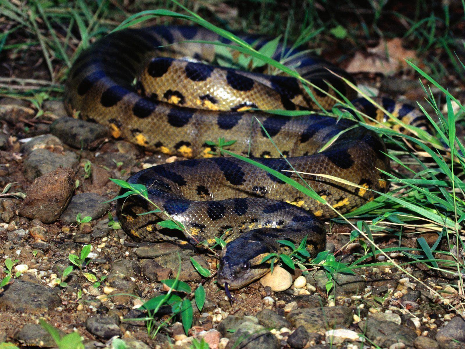 Fonds d’écran Anaconda : tous les wallpapers Anaconda