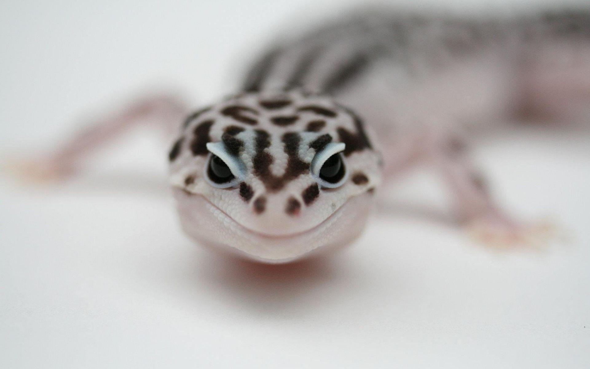 4 Leopard Gecko Wallpapers