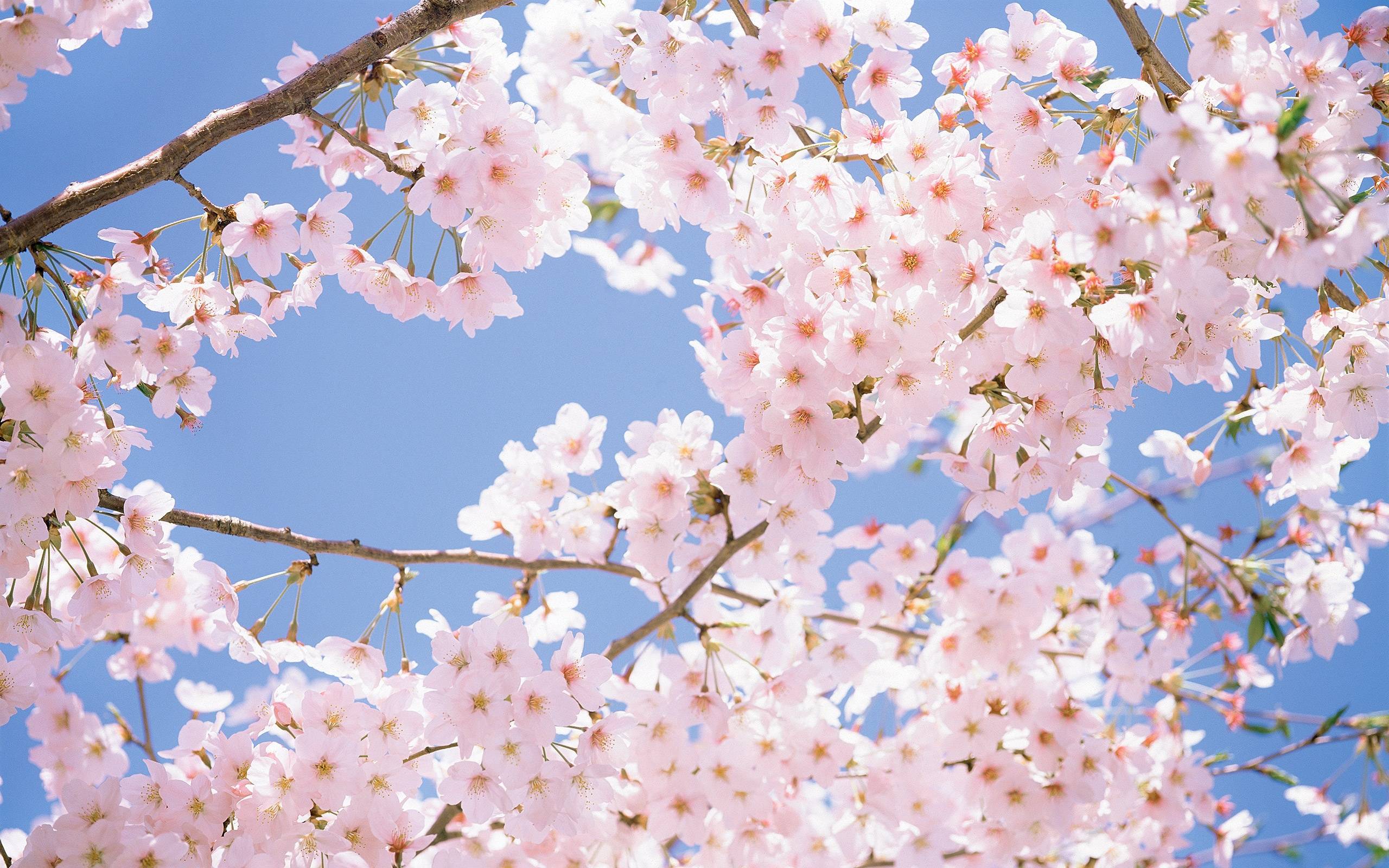 Cherry Blossom Tree Wallpapers HD