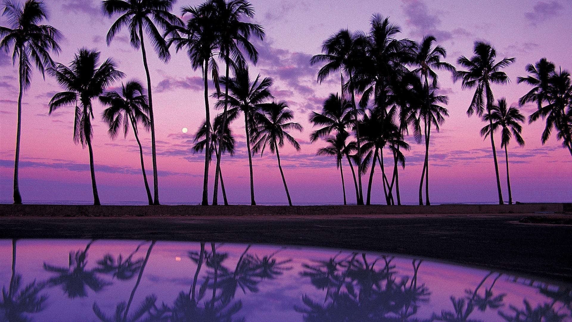 Palm Tree Wallpapers 5