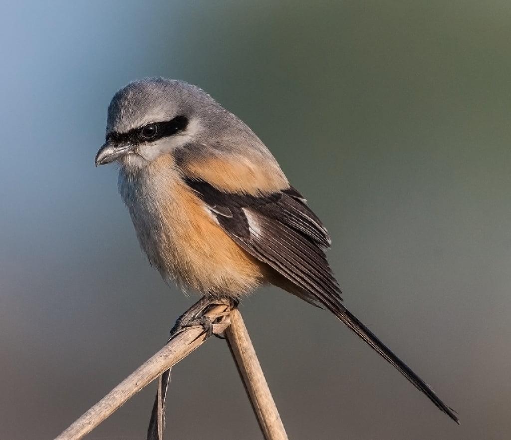 Beige and gray bird, long