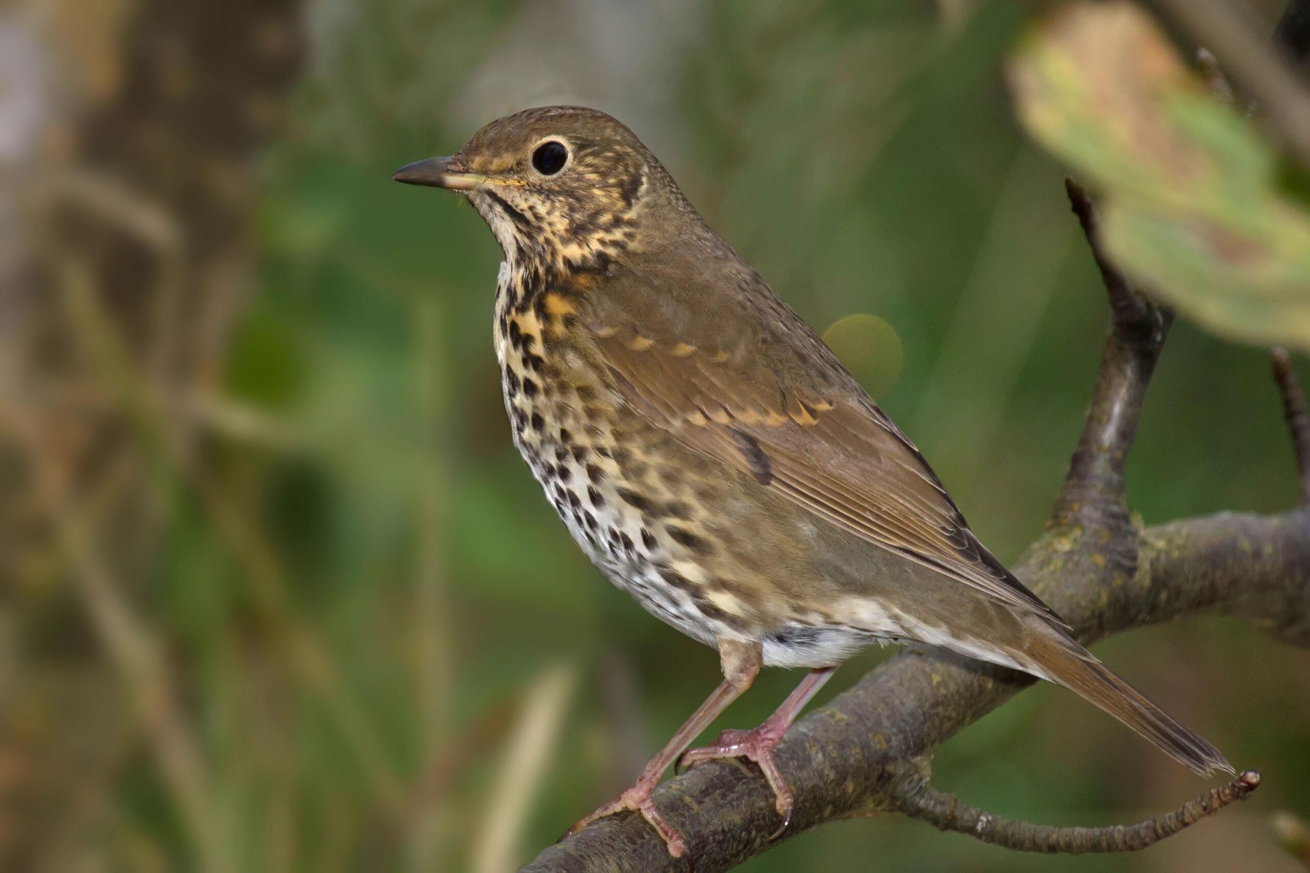 Best 44+ Thrush Wallpapers on HipWallpapers