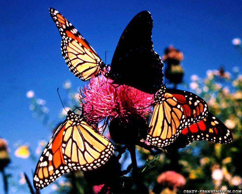 Love Wallpaper: Butterfly Wallpapers