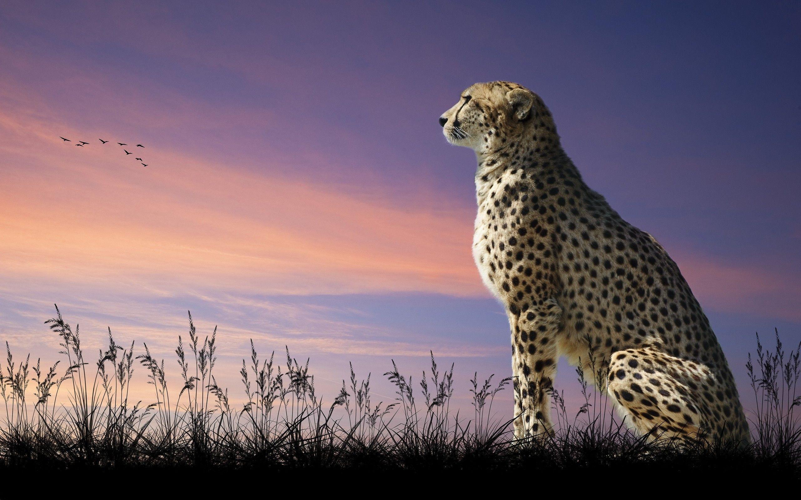 Cheetah wallpapers