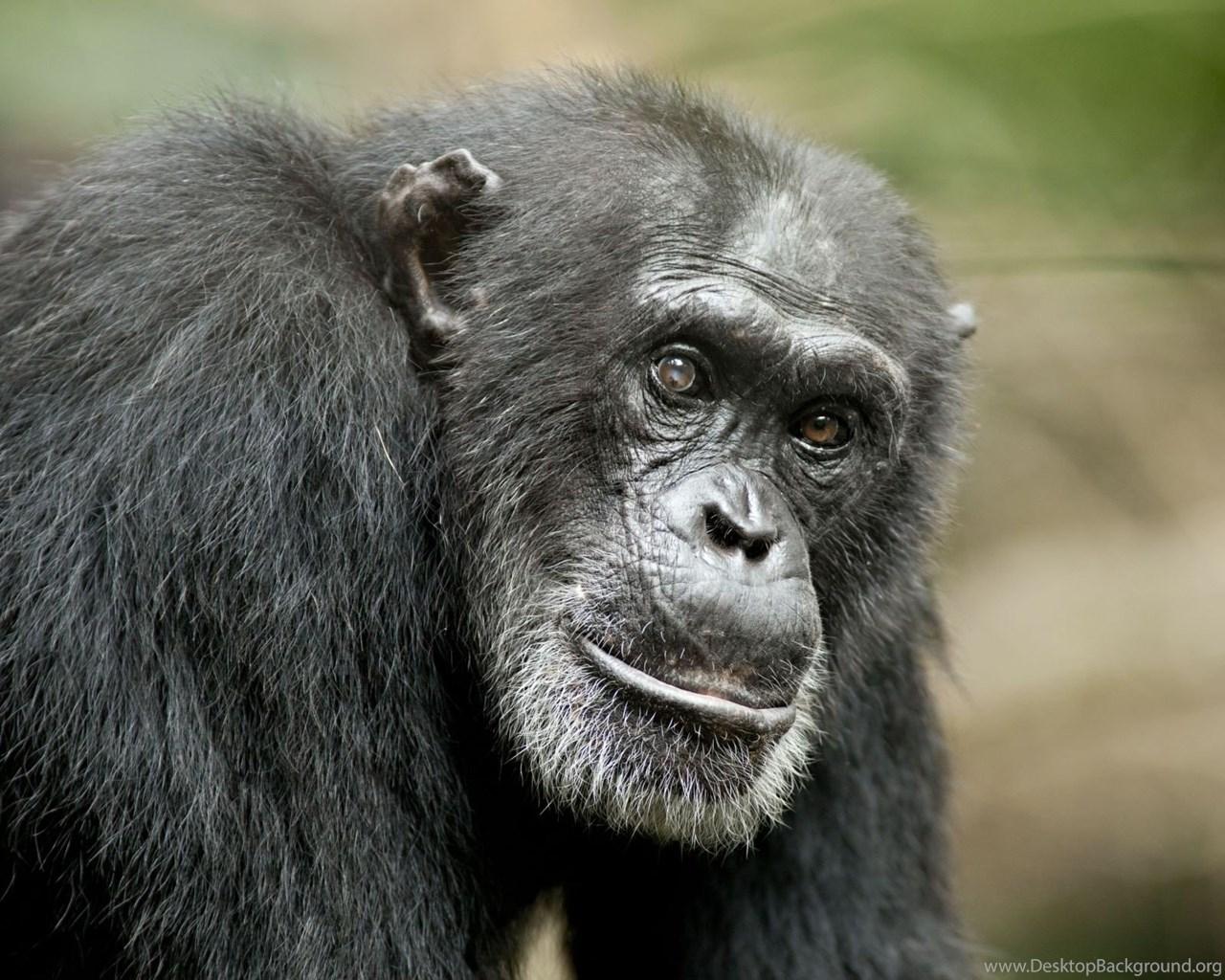 Picture Of Chimpanzee Cool Wallpapers Desktop Backgrounds