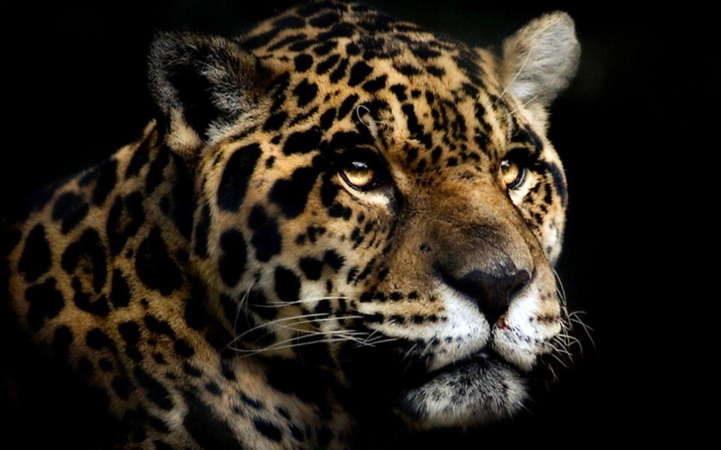 24 Jaguar Wallpapers Download