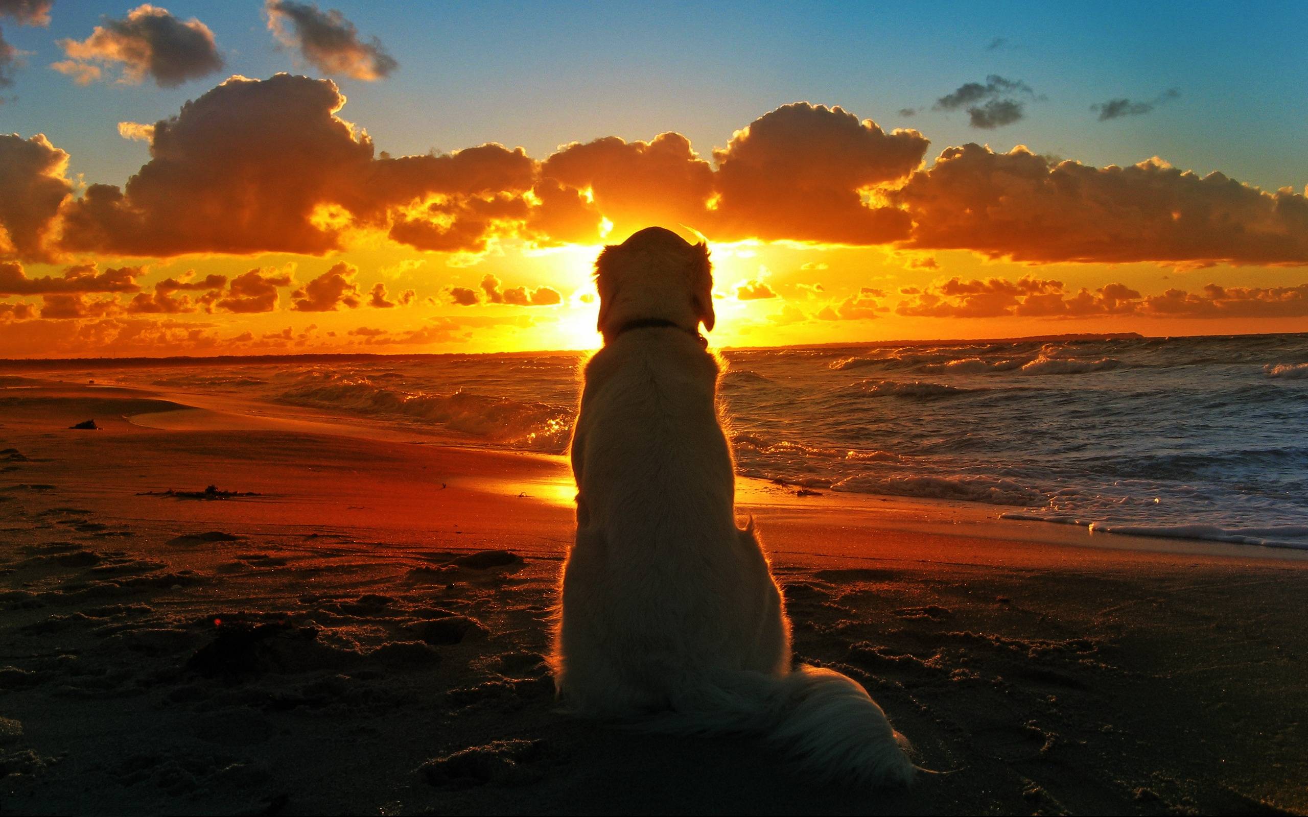 Labrador Retriever At Seashore