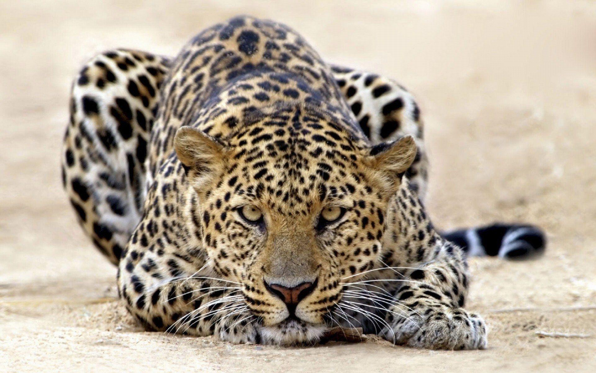 795 Leopard HD Wallpapers